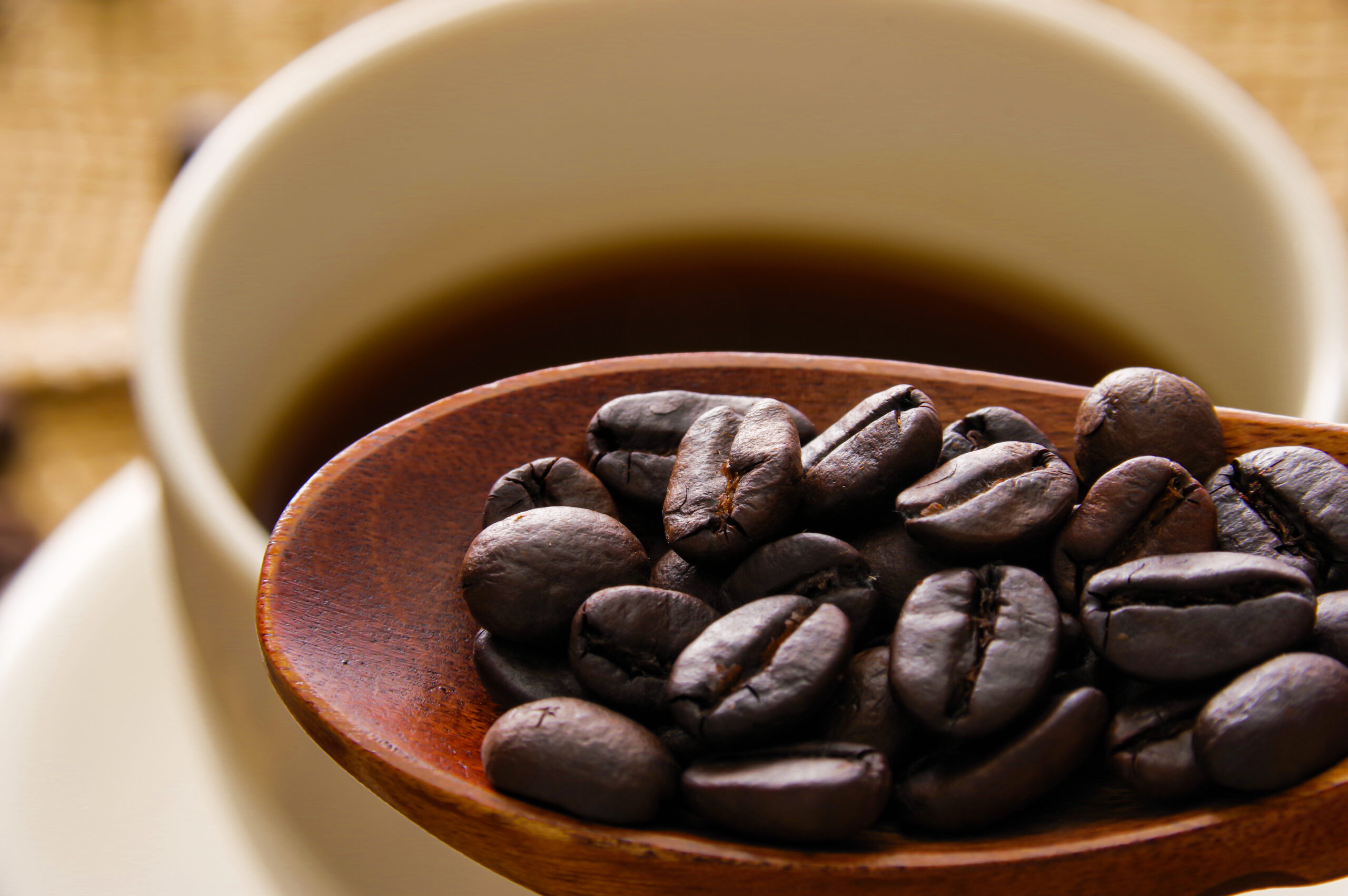 コピ・ルアク完全ガイド｜世界一高級な“幻のコーヒー”全てが分かる